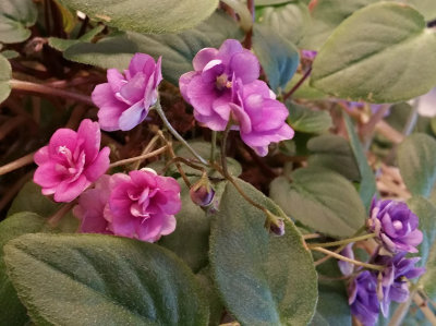 An unusual African Violet Plant