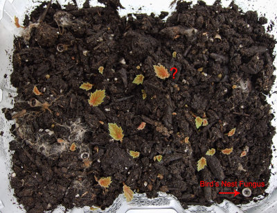 Can you identify these seedlings? - Mystery solved!