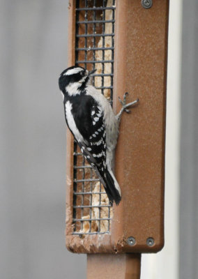 P1030306 Downy Woodpecker