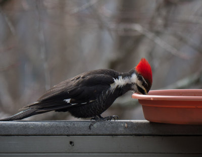 P1030328 Drinking Pileated