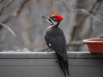 P1030332 Regal Female Pileated Woodpecker