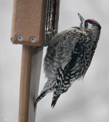 P1030893 Female Yellow bellied sapsucker