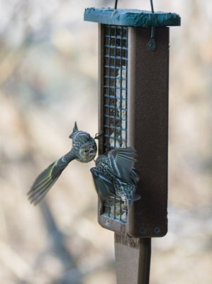 _2190104 Today the Siskins Discovered the Suet 