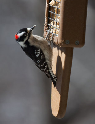 IMG_8266 Downy woodpecker