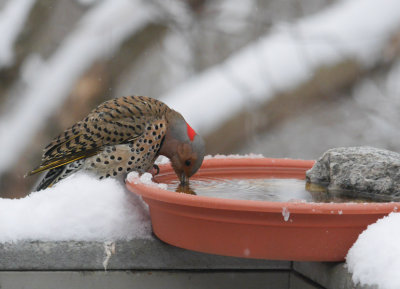 P1040019 Drinking flicker