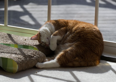 _3160008 Loves her scratching boxes