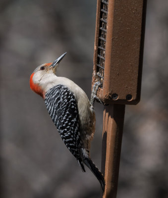 P1040533 Female Red Bellied Woodpecker