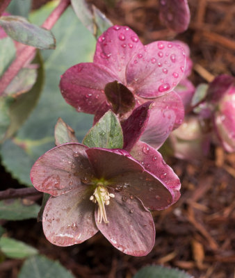 _1120300 Hellebore with raindrops