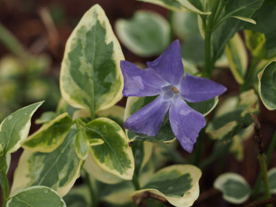 P4140067 Lusty growing variegated  periwinkle ground cover