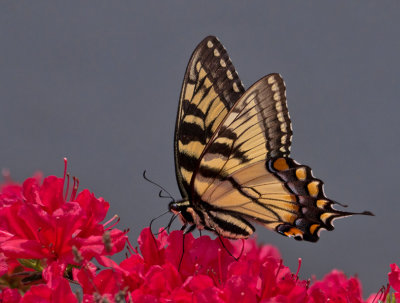 P1040723 Swallowtail