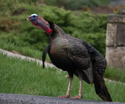 P1040744 Gobble, gobble