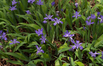 P4200107 Dwarf Crested Iris