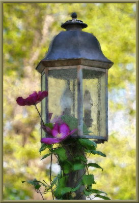 Clematis on Lamp Post
