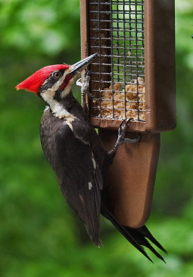 SIL10101 Male Pileated Woodpecker