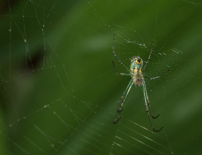 P1050211 Bejeweled Spider