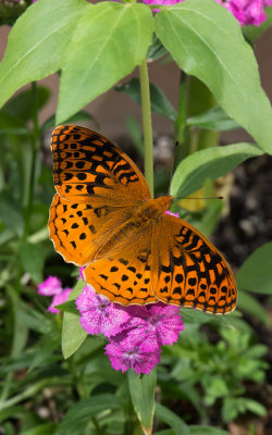 _1120788 Believe it's a Great Spangled Fritillary...