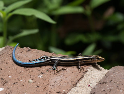 P1050285 Young five-lined skink