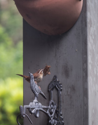 Carolina Wren with Nesting Material for the Jug Above