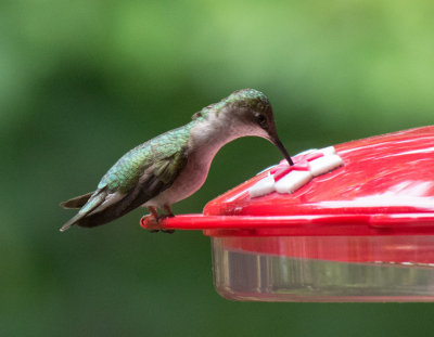 SIL50021 Boring stationary hummingbird