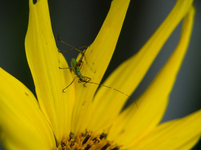 P1120817 Katydid(?) Nymph on Sunflower