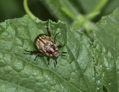 P1050439 Scarab Beetle