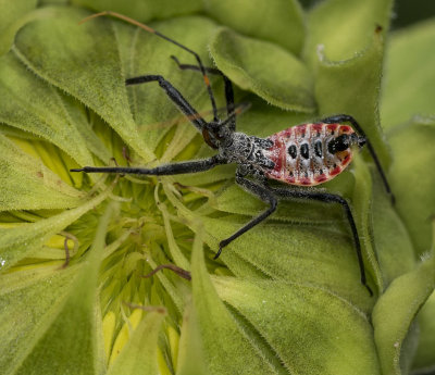 Incredible Assassin Bug