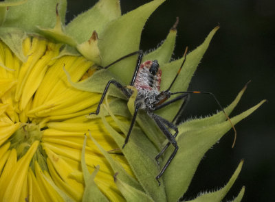 P1050551 Assassin Bug Nymph's Still Here!