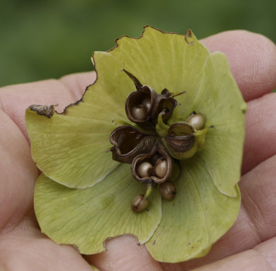 P1050621 Just in time to collect hellebore seeds