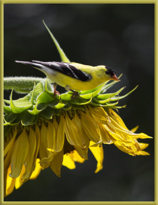 IMG_8709 American Goldfinch on Sunflower