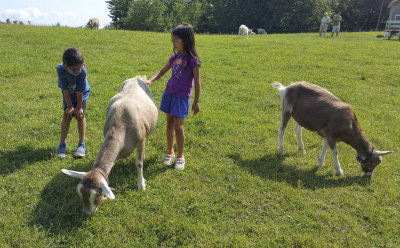 Visiting the goats at Connemara in Flat Rock