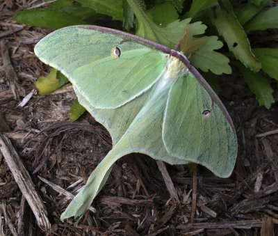 Luna Moth