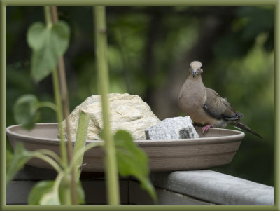 P1120972 Mourning Dove