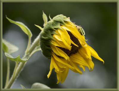 windswept sunflower