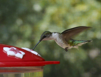 P1060001 Colorful Hummingbird