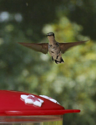 P1060003 Flying High Hummingbird