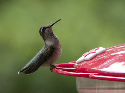 P1060186 Hummingbird checking me out