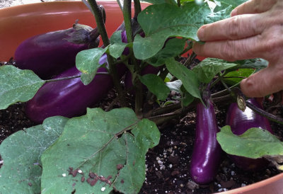 Eggplants are so rewarding to grow