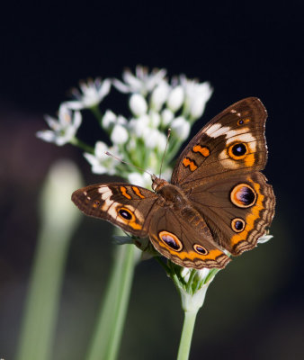 IMG_8894 Common Buckeye