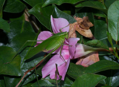 Katydid on mandevilla flower
