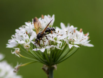 IMG_8954 wasp on garlic chive