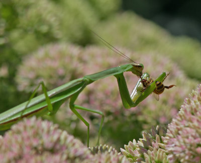 IMG_8990 Marauder on the Sedum