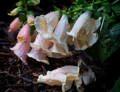 Fading Foxgloves