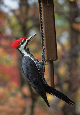 PB020119 Male pileated woodpecker
