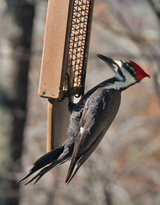 P1070599 Female Pileated Woodpecker