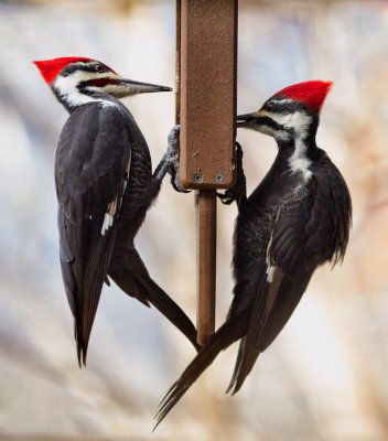 IMG_9150 Male and Female Pileated Woodpeckers