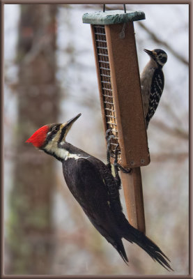 SIL70001 Pileated and Hairy Woodpeckers