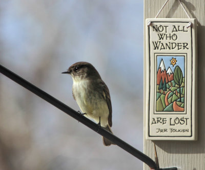 IMG_9604 Eastern Phoebe