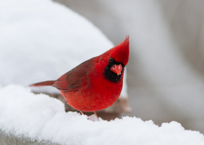 IMG_9919 Cardinal and Snow - A Magic Combination