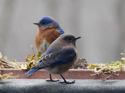 P1080154 Female Bluebird in Foreground, Male in Rear