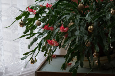 it may be February, but it IS a CHRISTMAS cactus!